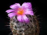 Thumbnail of 0527_Neolloydia grandiflora_20150510(1).JPG